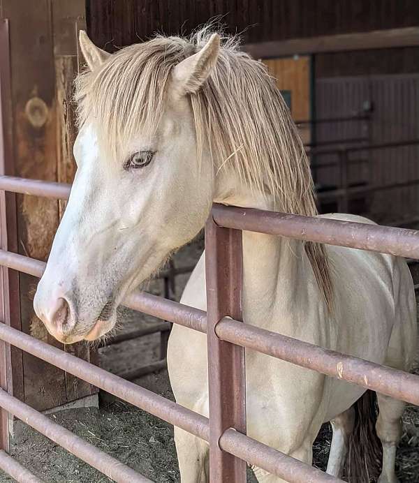 adorable-friesian-horse