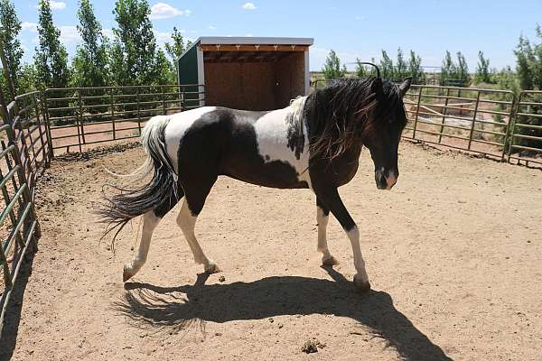 stallion-tennessee-walking-horse