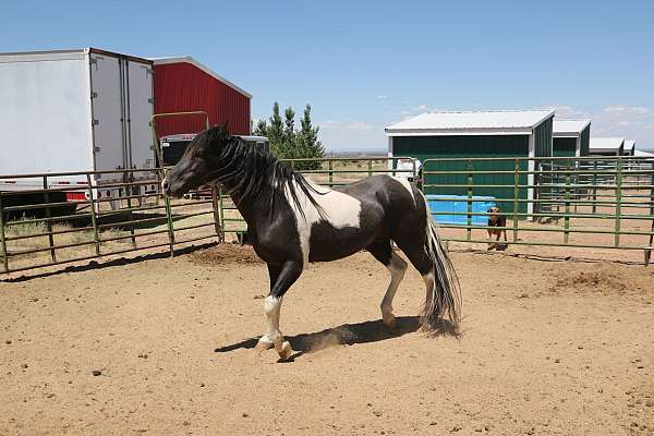 registered-tennessee-walking-horse