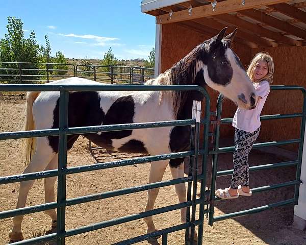 3-year-old-tennessee-walking-horse