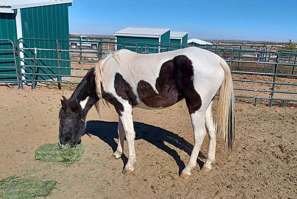 tennessee-walker-mare-walking-horse