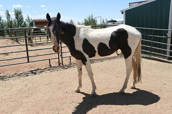 tennessee-walker-mare-horse