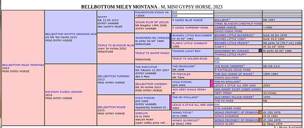 mini-gypsy-horse-filly