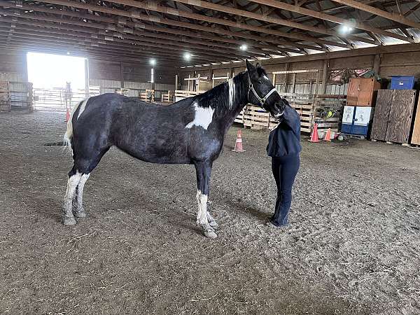 missouri-fox-trotter-mare