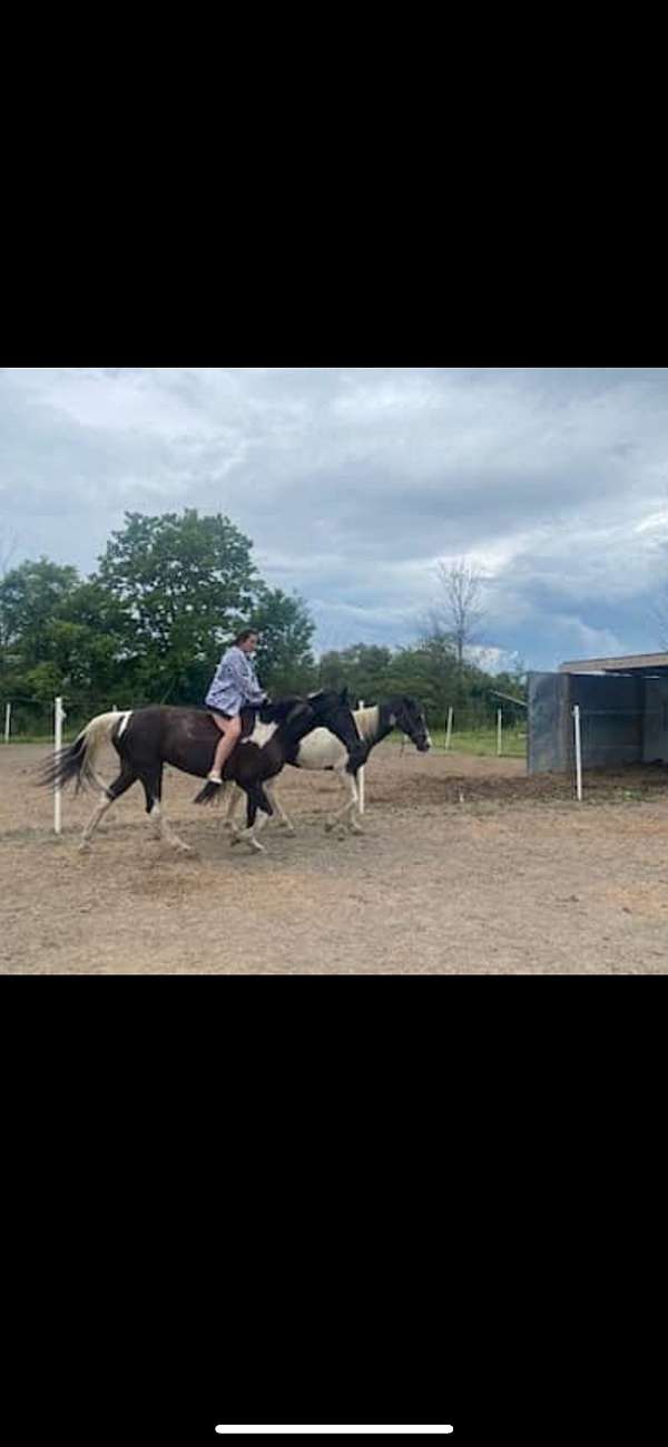 junior-missouri-fox-trotter-horse