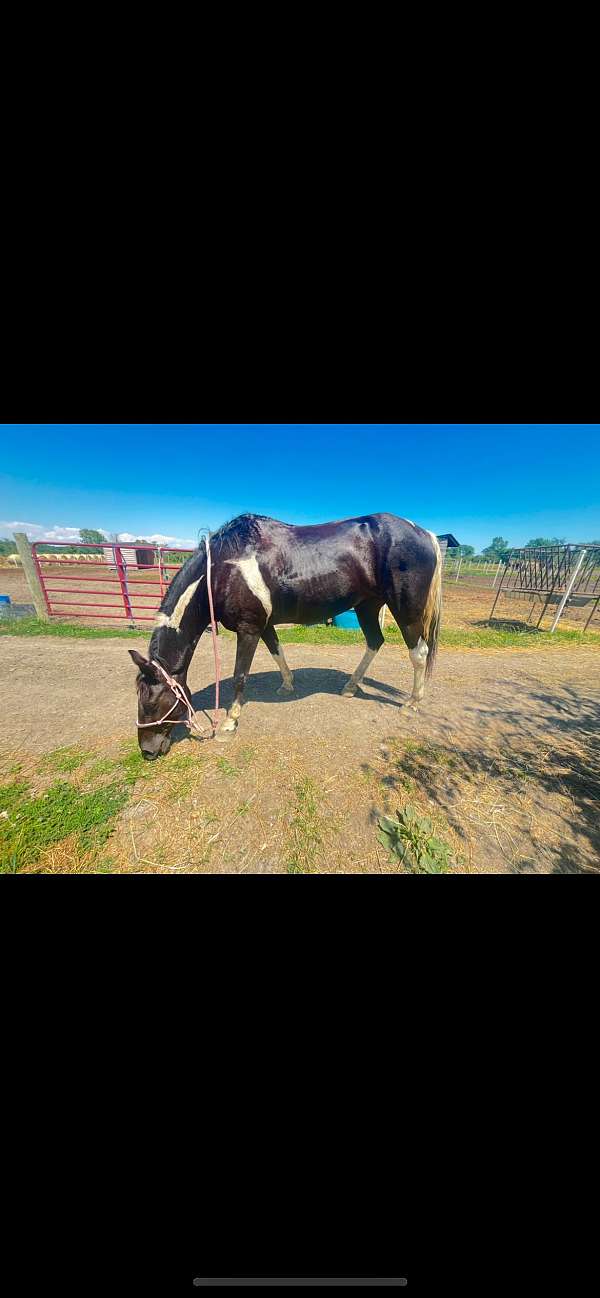 junior-rider-missouri-fox-trotter-horse