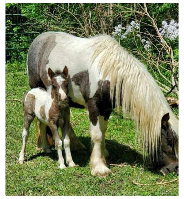 gypsy-infoal-miniature-horse