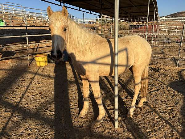 gaited-show-palomino-paso-fino-horse