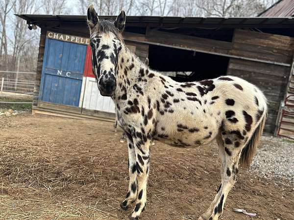 appaloosa-colt