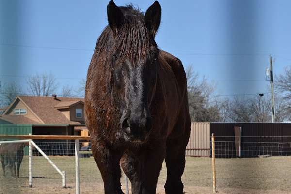 percheron-gelding