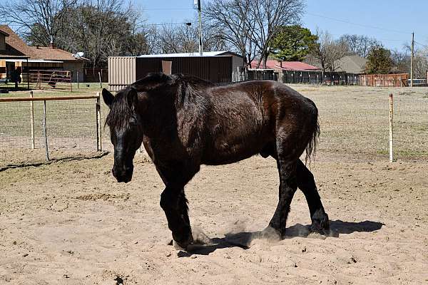 percheron-horse-for-sale