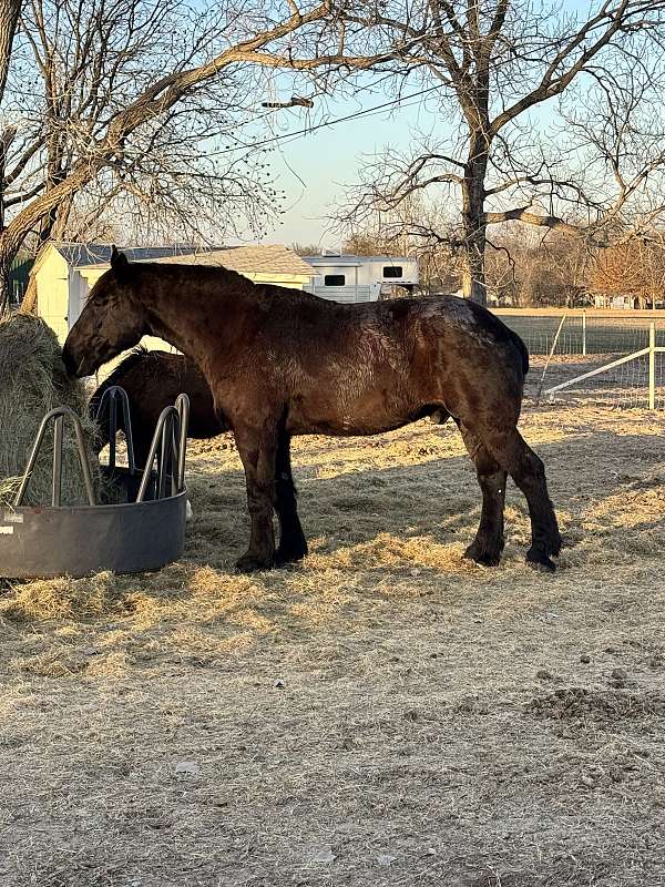 percheron-horse