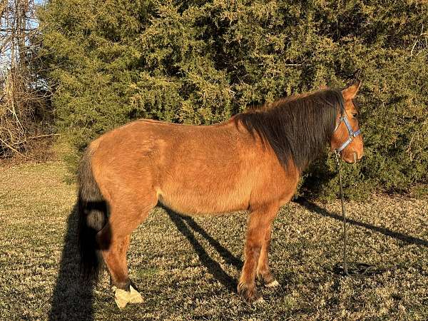 animals-mustang-horse