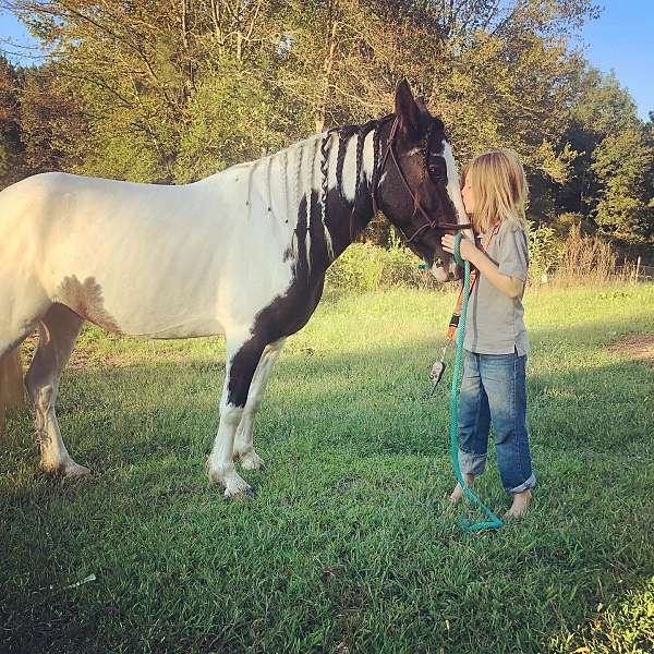 gypsy-vanner-horse-for-sale