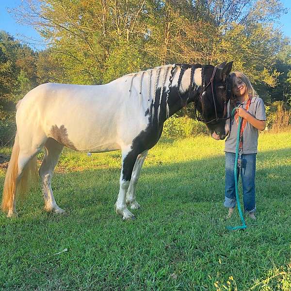 gypsy-vanner-mare