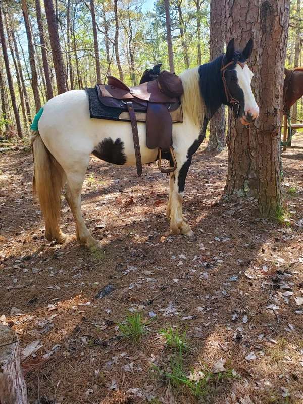 gypsy-vanner-horse