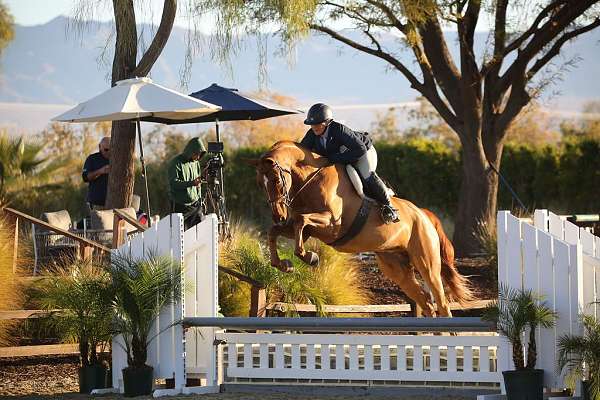 hunter-jumping-oldenburg-horse