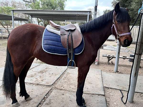 andalusian-quarter-horse-filly