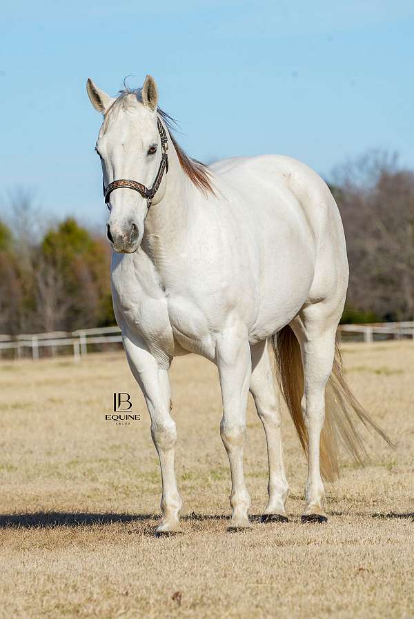 barrel-quarter-horse