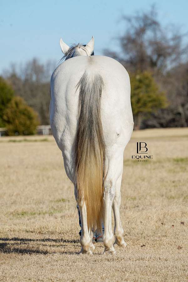 barrel-racing-quarter-horse