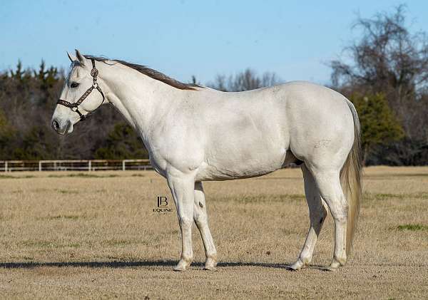 athletic-quarter-horse