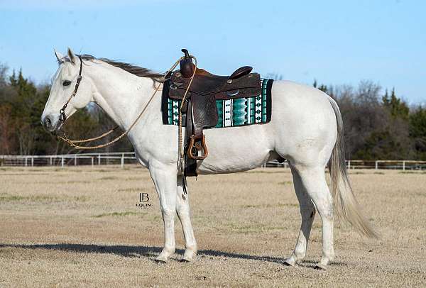 calf-roping-quarter-horse