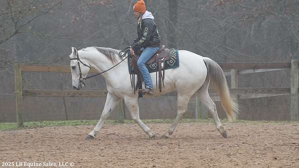 working-cattle-quarter-horse