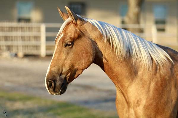 calf-roping-quarter-horse