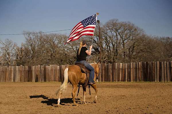 flashy-quarter-horse