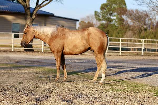 athletic-quarter-horse