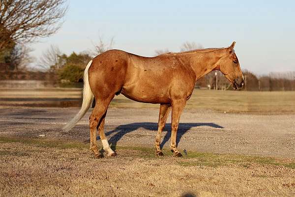 barrel-quarter-horse