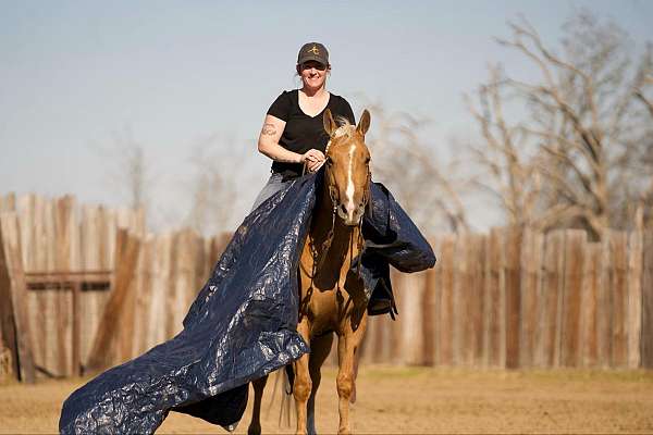 husband-safe-quarter-horse