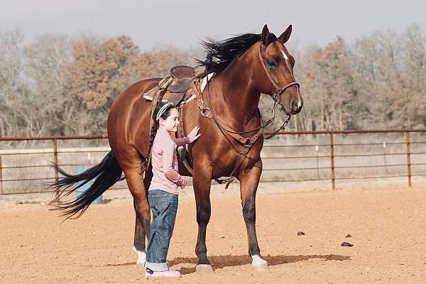 husband-safe-quarter-horse