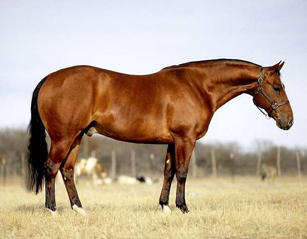 western-riding-quarter-horse