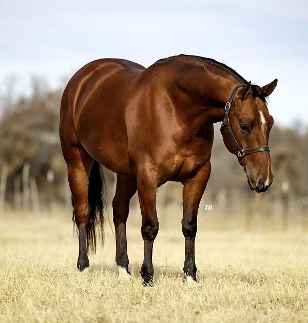 trail-riding-quarter-horse