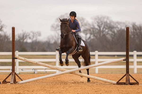 jumping-friesian-horse