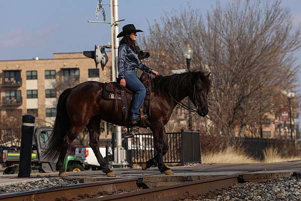 ranch-versatility-friesian-horse