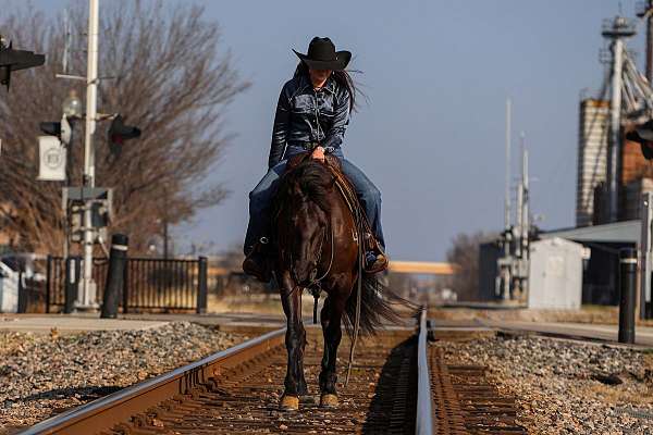 ranch-work-friesian-horse