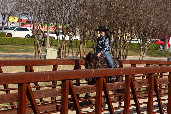 trail-riding-friesian-horse