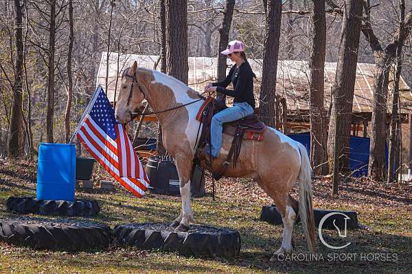 athletic-draft-horse