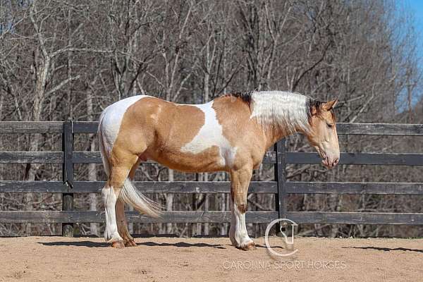 cross-draft-horse