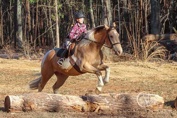 draft-horse