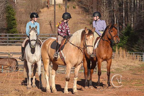 dressage-draft-horse