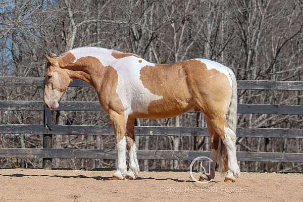 flashy-draft-horse