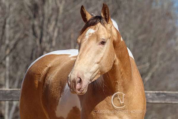 husband-safe-draft-horse