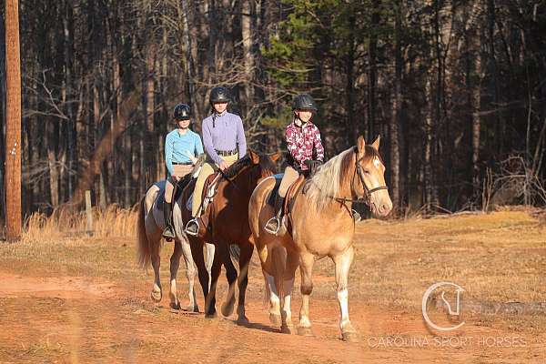 jumping-draft-horse