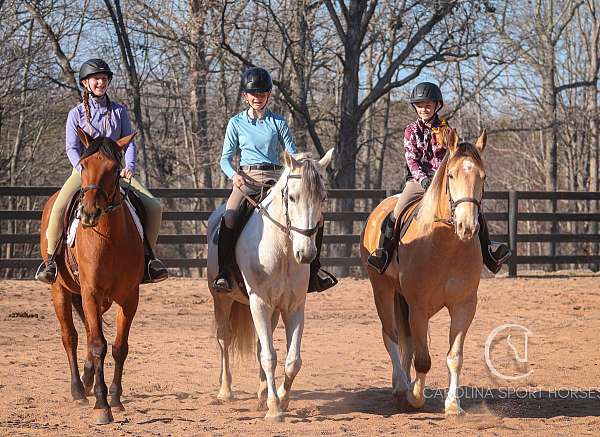 kid-safe-draft-horse