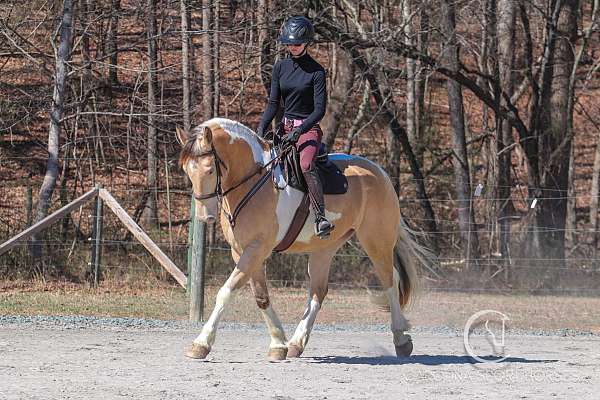 parade-draft-horse