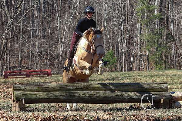 performance-draft-horse