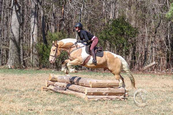 ranch-work-draft-horse